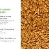 Rice color sorter