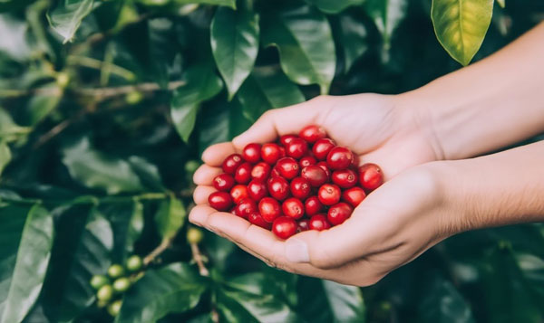 freshly-picked-coffee-beans